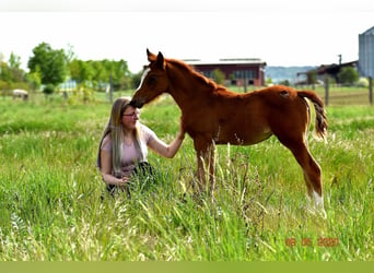 German Riding Pony, Mare, 4 years, 14,1 hh, Chestnut-Red