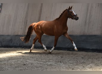 German Riding Pony, Mare, 4 years, 14,1 hh, Chestnut-Red