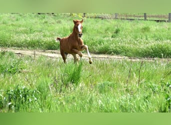 German Riding Pony, Mare, 4 years, 14,1 hh, Chestnut-Red