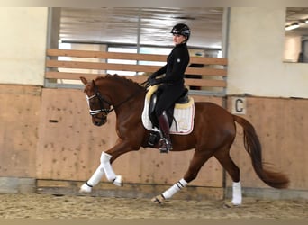 German Riding Pony, Mare, 4 years, 14.1 hh, Chestnut-Red