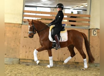 German Riding Pony, Mare, 4 years, 14.1 hh, Chestnut-Red