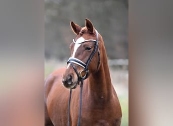 German Riding Pony, Mare, 4 years, 14.1 hh, Chestnut-Red