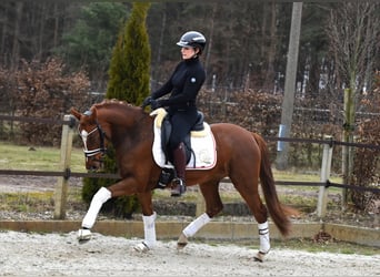 German Riding Pony, Mare, 4 years, 14.1 hh, Chestnut-Red