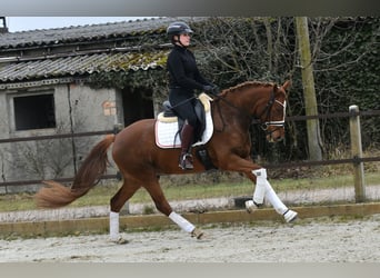 German Riding Pony, Mare, 4 years, 14.1 hh, Chestnut-Red