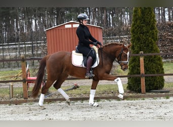 German Riding Pony, Mare, 4 years, 14.1 hh, Chestnut-Red