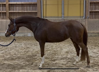 German Riding Pony, Mare, 4 years, 14.1 hh, Chestnut-Red