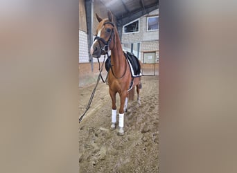 German Riding Pony, Mare, 4 years, 14.1 hh, Chestnut-Red