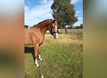 German Riding Pony, Mare, 4 years, 14.1 hh, Chestnut-Red