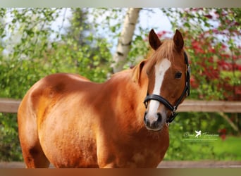 German Riding Pony, Mare, 4 years, 14.1 hh, Chestnut-Red