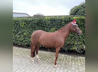 German Riding Pony, Mare, 4 years, 14,1 hh, Chestnut-Red