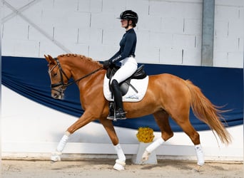German Riding Pony, Mare, 4 years, 14.1 hh, Chestnut-Red