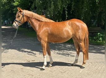 German Riding Pony, Mare, 4 years, 14.1 hh, Chestnut-Red