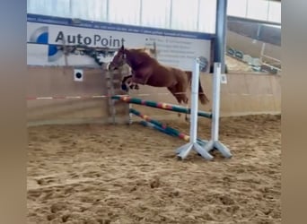 German Riding Pony, Mare, 4 years, 14.1 hh, Chestnut-Red