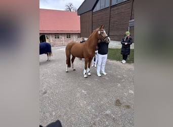 German Riding Pony, Mare, 4 years, 14.1 hh, Chestnut-Red
