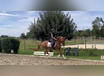 German Riding Pony, Mare, 4 years, 14.1 hh, Chestnut-Red