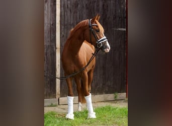 German Riding Pony, Mare, 4 years, 14,1 hh, Chestnut-Red