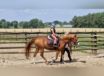 German Riding Pony, Mare, 4 years, 14.1 hh, Chestnut-Red