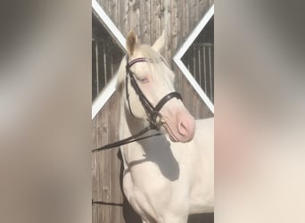 German Riding Pony, Mare, 4 years, 14.1 hh, Cremello