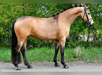 German Riding Pony, Mare, 4 years, 14.1 hh, Dun
