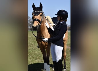 German Riding Pony, Mare, 4 years, 14.1 hh, Dun