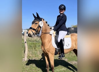 German Riding Pony, Mare, 4 years, 14.1 hh, Dun
