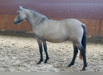 German Riding Pony, Mare, 4 years, 14.1 hh, Dun