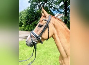 German Riding Pony, Mare, 4 years, 14.1 hh, Dun