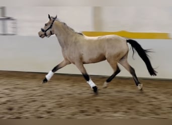 German Riding Pony, Mare, 4 years, 14.1 hh, Dun