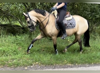 German Riding Pony, Mare, 4 years, 14,1 hh, Dun