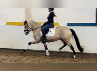 German Riding Pony, Mare, 4 years, 14,1 hh, Dun