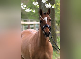 German Riding Pony, Mare, 4 years, 14.1 hh, Dun