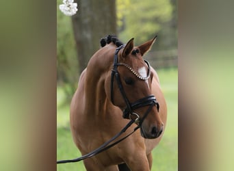 German Riding Pony, Mare, 4 years, 14.1 hh, Dun