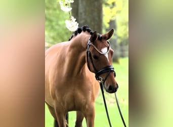 German Riding Pony, Mare, 4 years, 14.1 hh, Dun