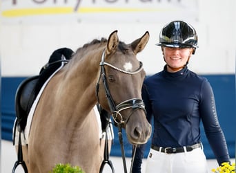 German Riding Pony, Mare, 4 years, 14.1 hh, Dun
