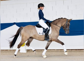 German Riding Pony, Mare, 4 years, 14.1 hh, Dun
