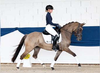 German Riding Pony, Mare, 4 years, 14.1 hh, Dun