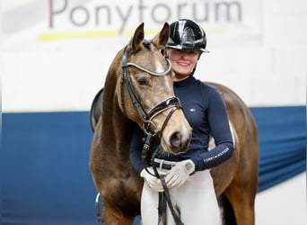 German Riding Pony, Mare, 4 years, 14.1 hh, Dun