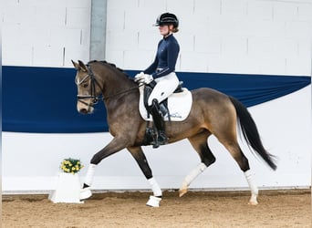 German Riding Pony, Mare, 4 years, 14.1 hh, Dun