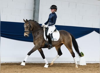 German Riding Pony, Mare, 4 years, 14.1 hh, Dun