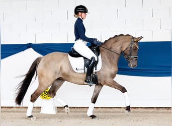 German Riding Pony, Mare, 4 years, 14.1 hh, Dun