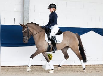 German Riding Pony, Mare, 4 years, 14.1 hh, Dun