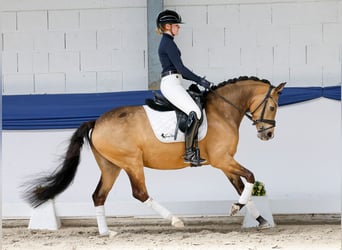 German Riding Pony, Mare, 4 years, 14.1 hh, Dun