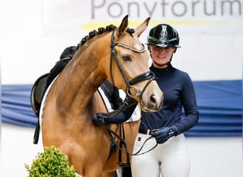German Riding Pony, Mare, 4 years, 14.1 hh, Dun