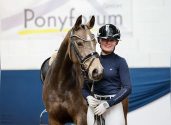 German Riding Pony, Mare, 4 years, 14.1 hh, Dun