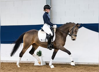 German Riding Pony, Mare, 4 years, 14.1 hh, Dun