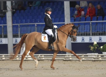 German Riding Pony, Mare, 4 years, 14.1 hh, Dun