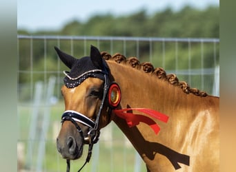 German Riding Pony, Mare, 4 years, 14.1 hh, Dun