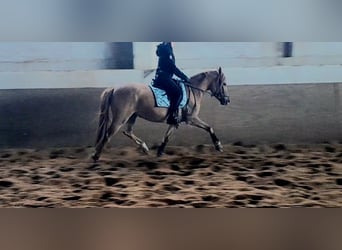 German Riding Pony, Mare, 4 years, 14.1 hh, Dun