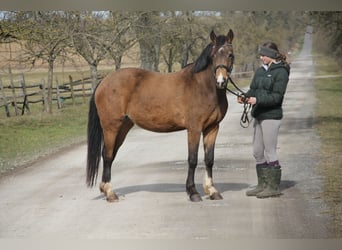 German Riding Pony, Mare, 4 years, 14,1 hh, Dun