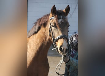 German Riding Pony, Mare, 4 years, 14,1 hh, Dun